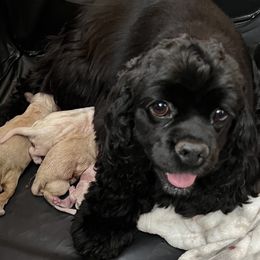 Molly - Cocker Spaniel
