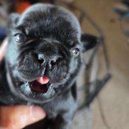 Trevor - Black male Pug puppy in Madera, California from Hills Pugs