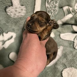 Girl 2 - Cream female Dachshund puppy in Deming, New Mexico from FoxieDoxies of New Mexico