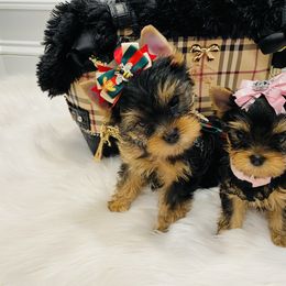 Yorkshire Terrier Puppies from Green Mountain Designer Yorkies