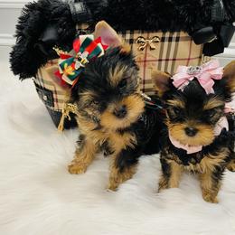 Yorkshire Terrier Puppies from Green Mountain Designer Yorkies