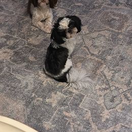 KIX - Shih Tzu