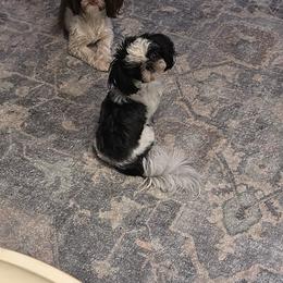 KIX - Shih Tzu