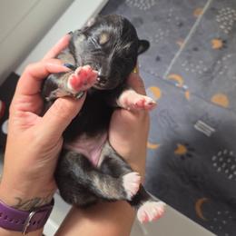 Raven - Black tri-color female Australian Shepherd puppy in Salem, Oregon from Steady Aim Aussies