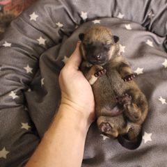 Riker - Hokkaido puppy in Torrance, California from Kaiju Kennels