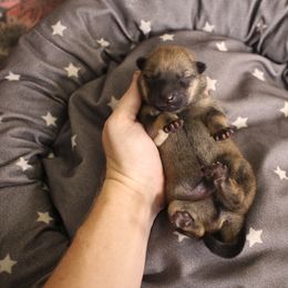 Riker - Hokkaido puppy in Torrance, California from Kaiju Kennels