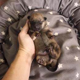 Riker - Hokkaido puppy in Torrance, California from Kaiju Kennels