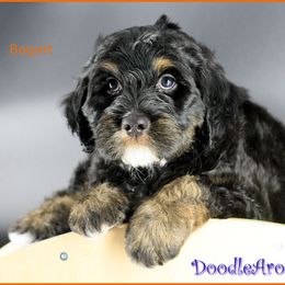 Bogart - Black male Australian Labradoodle puppy in Billings, Montana from Doodle Around