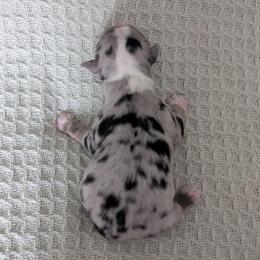Snickers - Blue merle male Miniature Australian Shepherd puppy in Crockett, Texas from Pleasant Grove Aussies