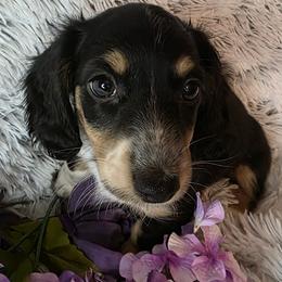 Jones - Black and cream male Dachshund puppy in Townsend, Georgia from Salt Creek Dachshunds