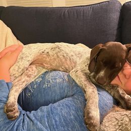 Peaches - German Shorthaired Pointer puppy in Corcoran, California from Hidden Valley Kennels