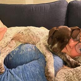 Peaches - German Shorthaired Pointer puppy in Corcoran, California from Hidden Valley Kennels