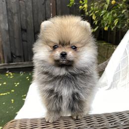 Titan - Orange sable male Pomeranian puppy in Citrus Heights, California from Yev and Marina's Pomeranians (AKC)