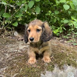 Platinum. Tatum for short. - Red Dachshund puppy in Fletcher, North Carolina from Lion's Gate Dachshunds