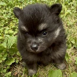 AKC Black and Tan Girl 3wks - Black and tan female Pomeranian puppy in Madison, Ohio from PawSitive Therapy Pomeranians