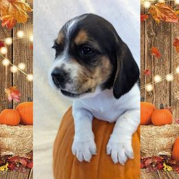 Beagle Puppies from Jennifer Knapp's Beagles