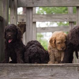Ausm Labradoodles breeder of Australian Labradoodle