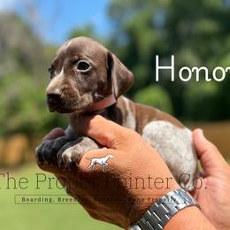 Honor - female German Shorthaired Pointer puppy in Six Mile, South Carolina from The Proper Pointer Co.