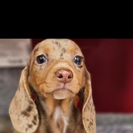 Dachshund Puppies from DT Dachshunds