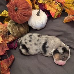 Spice - Blue merle female Miniature American Shepherd puppy in Weatherford, Texas from Paris Miniature Americans