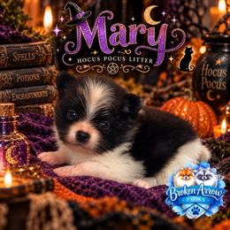 Mary - Black parti female Pomeranian puppy in Sandia, Texas from Broken Arrow Poms