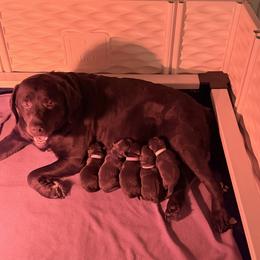 Miss Yellow - Chocolate female Labrador Retriever puppy in Douglas, Massachusetts from Oak Breeze Retrievers