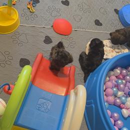 Shih Tzu Puppies from Shannon’s Sugar Sweet Shih Tzu’s