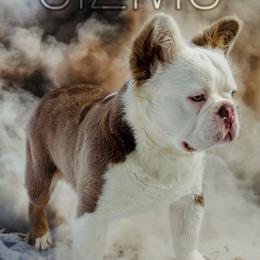 Gizmo - French Bulldog