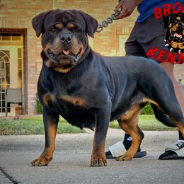 maybe - Rottweiler