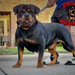 maybe - Rottweiler
