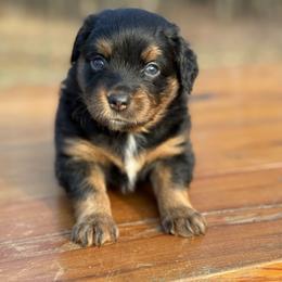 Nutmeg BTM - Black tri male Miniature Australian Shepherd puppy in Minden, Louisiana from Ironwood Creek