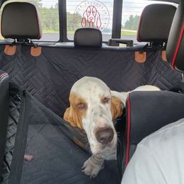 Opie - Basset Hound