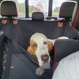 Opie - Basset Hound