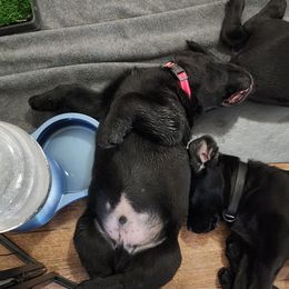 Labrador Retriever Puppies from Steele Caliber Retrievers