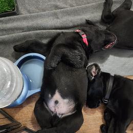 Labrador Retriever Puppies from Steele Caliber Retrievers