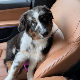 Australian Shepherd Puppies from JS Aussies