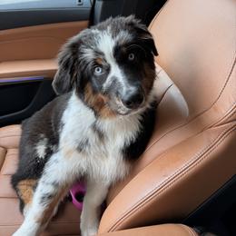 Australian Shepherd Puppies from JS Aussies