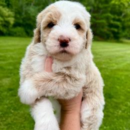Starburst - Yellow and white female Bernedoodle puppy in Midland, Michigan from Northern Charm Farm