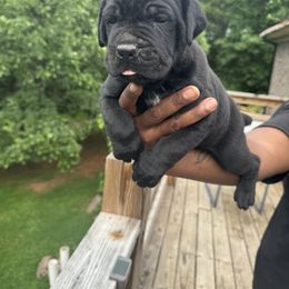 Cane Corso Puppies from Gentle giant kennels