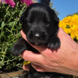 Buffy - Mahogany female Belgian Malinois puppy in Paris, Kentucky from Z Domu Niedzwiedzia Malinois
