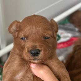 Girl 2 - Apricot female Goldendoodle puppy in Godley, Texas from Godley Designer Doodles