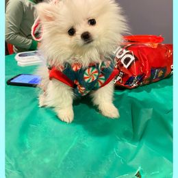 Sophia - Pomeranian puppy from Puppy Love Heaven