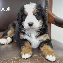 Biscuit - Tri-color male Bernedoodle puppy in Spencerville, Indiana from Gentle Giant Bernedoodles