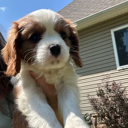 Blenheim female - Blenheim female Cavalier King Charles Spaniel puppy in Pennsylvania from iHeart Cavaliers