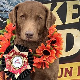 Frigate - Chesapeake Bay Retriever