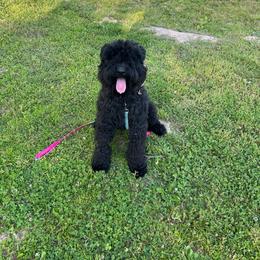 Bouvier des Flandres puppies from Noble Bouviers
