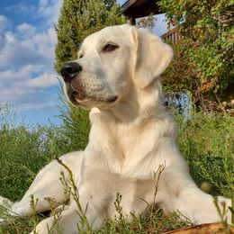 Faith - Golden Retriever