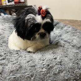 Shih Tzu Puppies from TACG