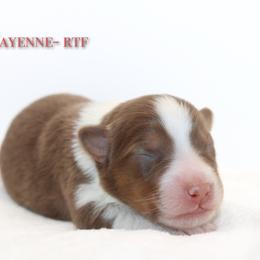 Cayenne - Red tri-color female Australian Shepherd puppy in Coldwater, Michigan from Northern Star Australian Shepherds