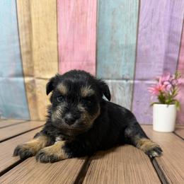 Queen - Black and silver female Miniature Schnauzer puppy in Lufkin, Texas from C&K’s Schnauzer House
